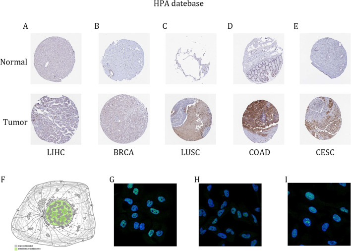 PMC10582070 – Fig2