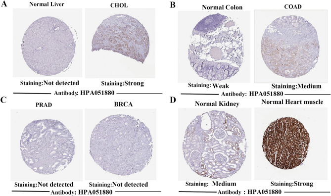 PMC10764887 – Fig2