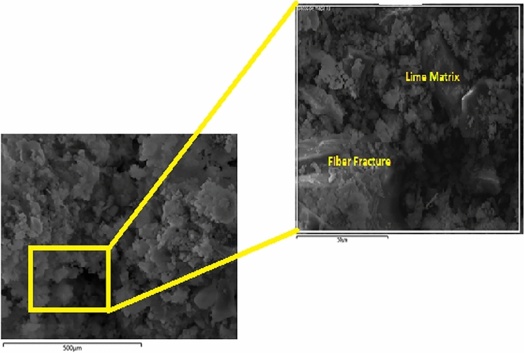 PMC10730513 – Fig11