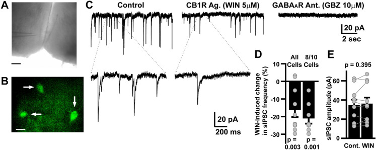 PMC10752887 – Fig6