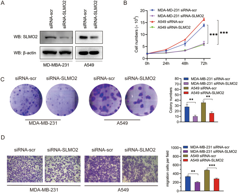 PMC10784594 – Fig9