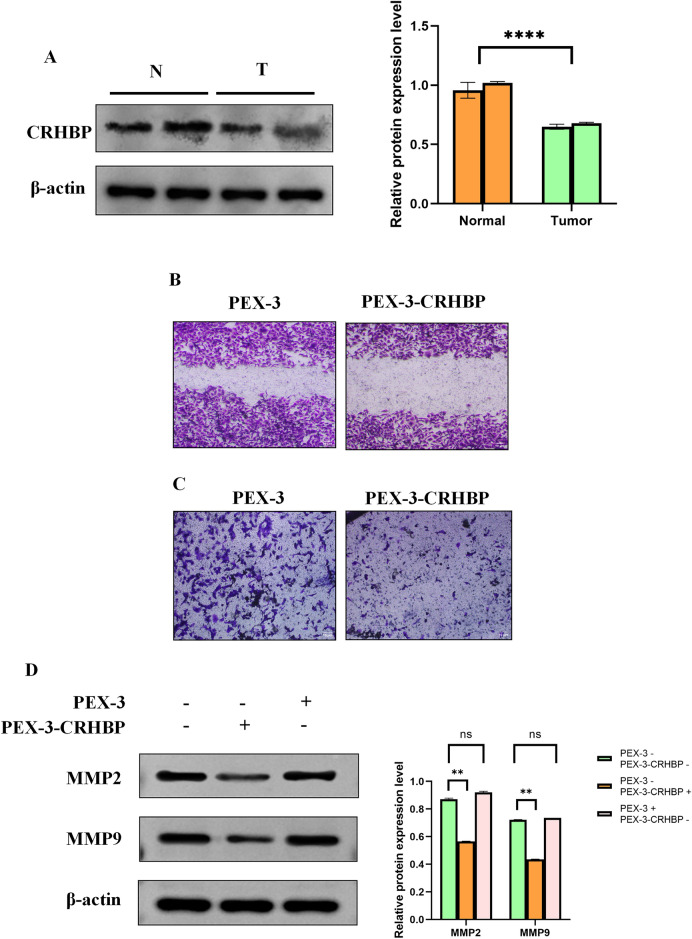 PMC10850363 – Fig11