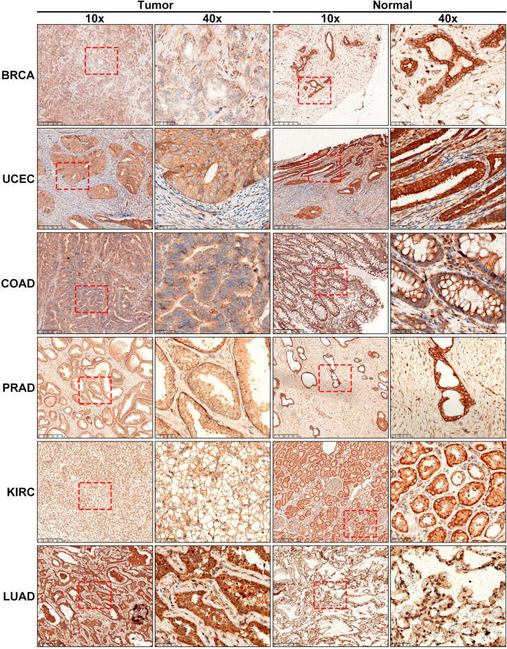 PMC10859372 – Fig2