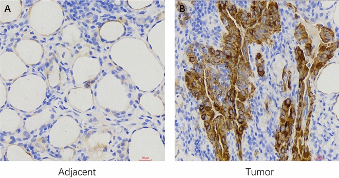 PMC10894204 – Fig7