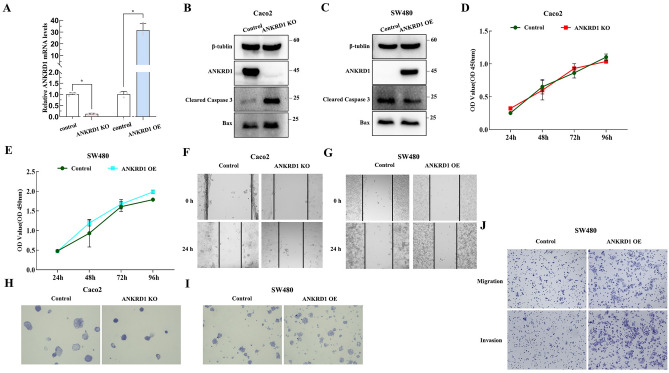 PMC10912109 – Fig13
