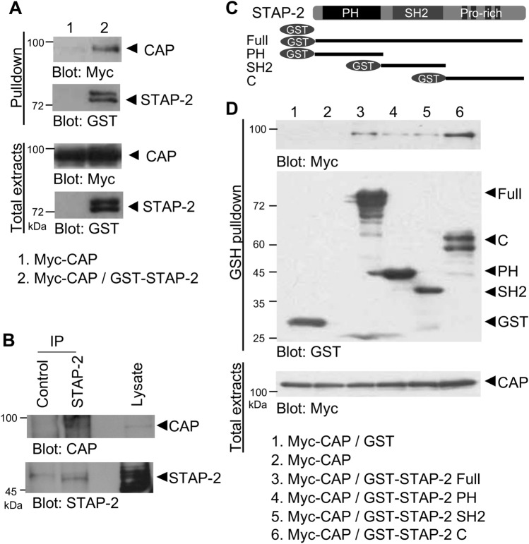 PMC10925025 – Fig1