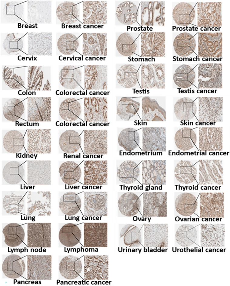 PMC10951204 – Fig2