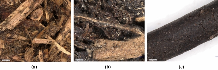 PMC10957972 – Fig10