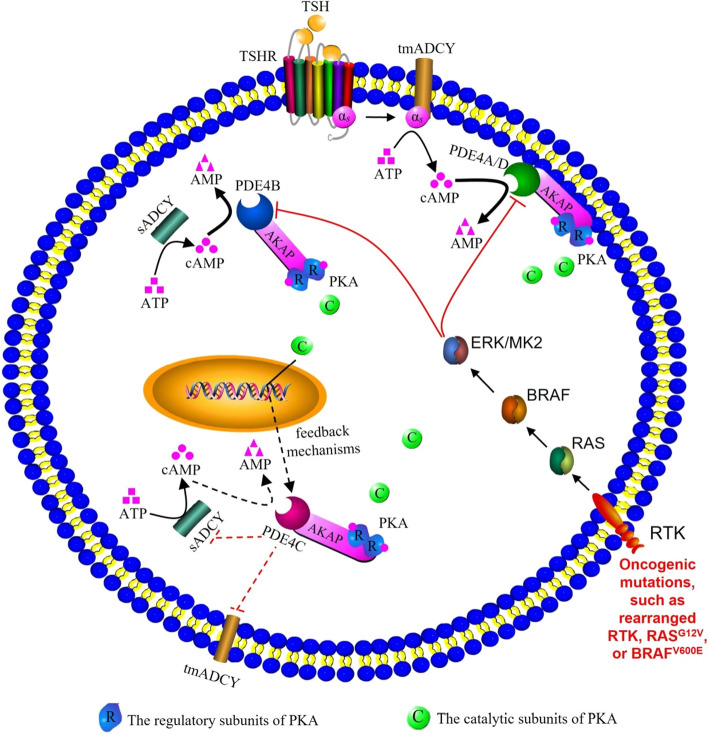 PMC10957934 – Fig6