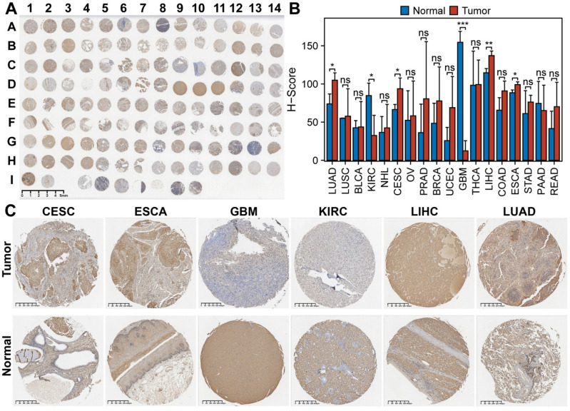 PMC11061125 – Fig5