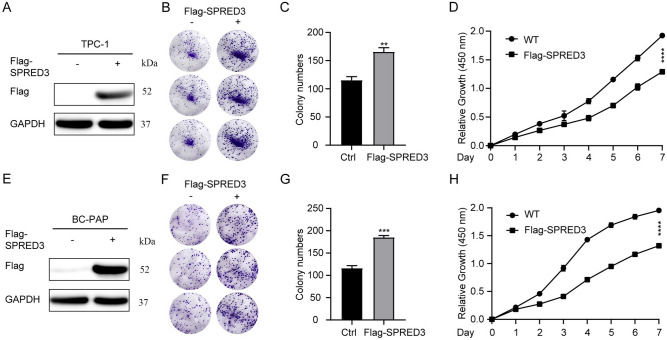 PMC11372091 – Fig7