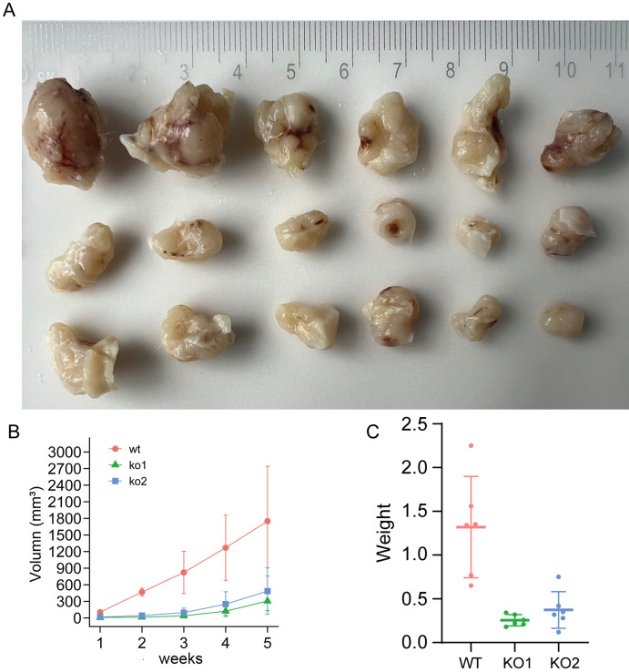 PMC11372091 – Fig9
