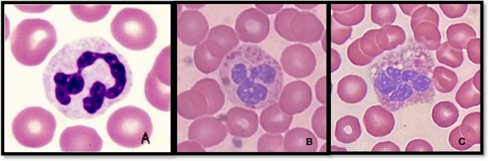 PMC11079053 – Fig1