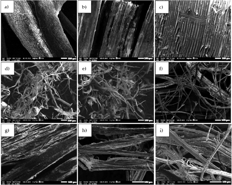 PMC11143232 – Fig5