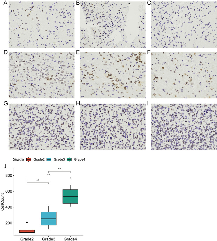 PMC11199703 – Fig12