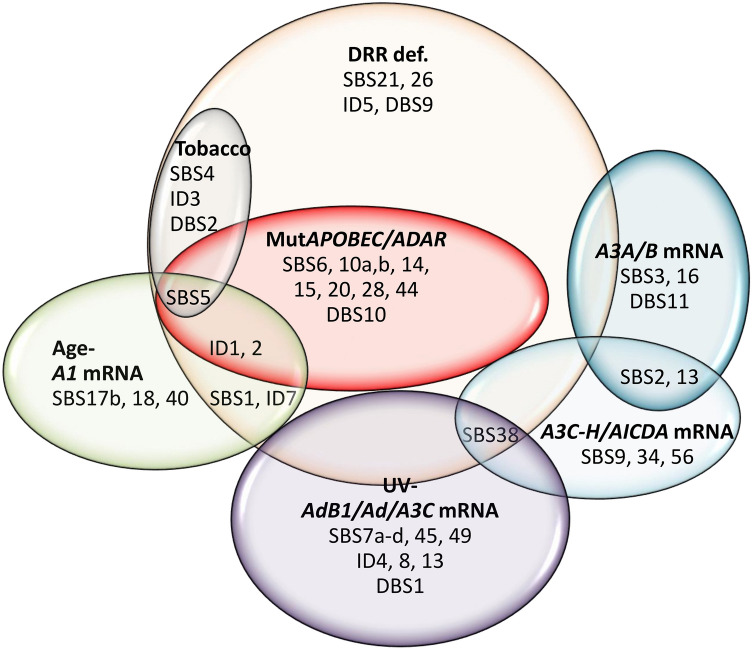 PMC11224270 – Fig6