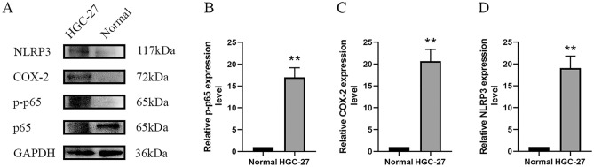 PMC11192884 – Fig6