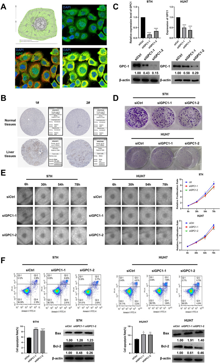 PMC11233571 – Fig7