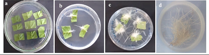 PMC11455875 – Fig1