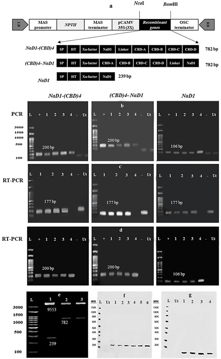 PMC11455875 – Fig2