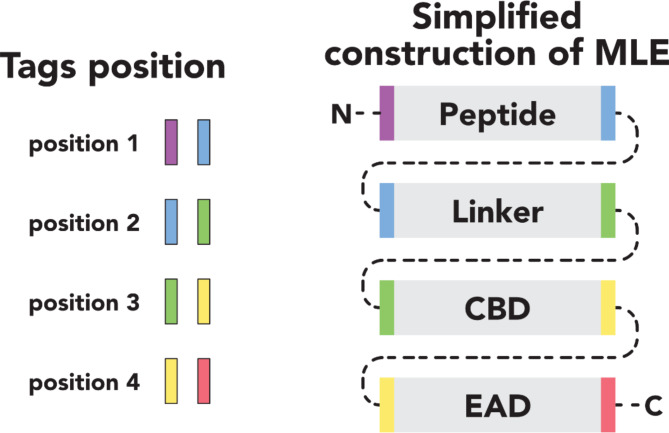 PMC11735859 – Fig1