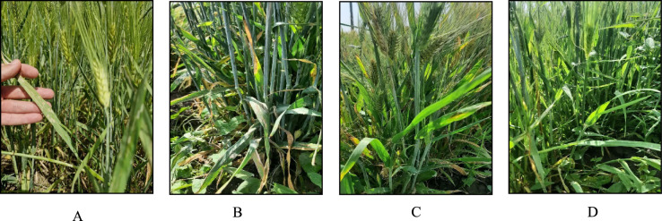 PMC12137941 – Fig13