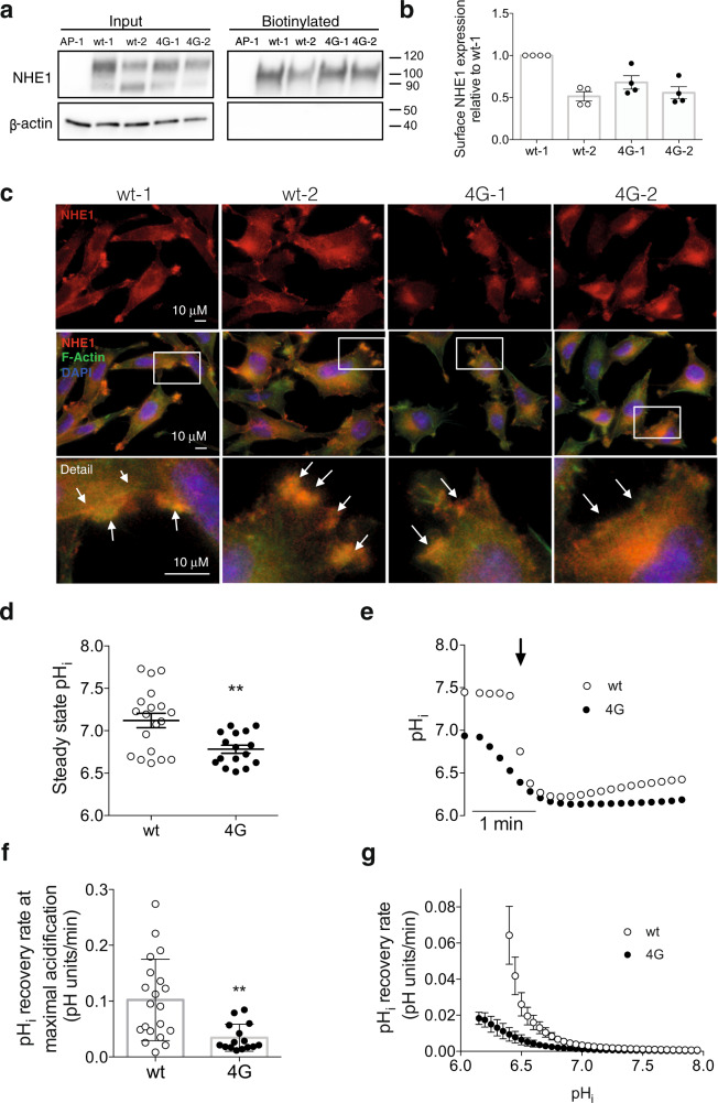 PMC7713384 – Fig6