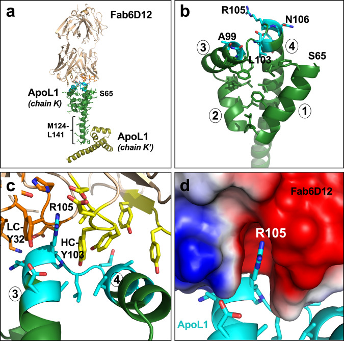 PMC8316464 – Fig1