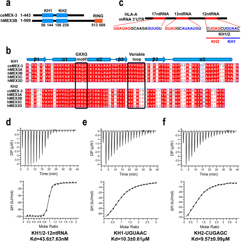 PMC10850505 – Fig1