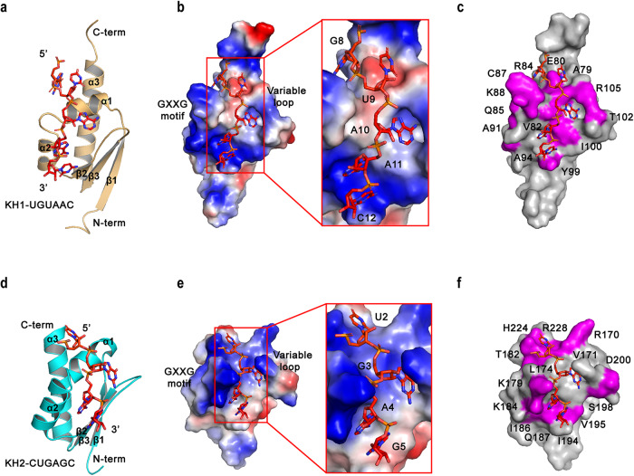 PMC10850505 – Fig3