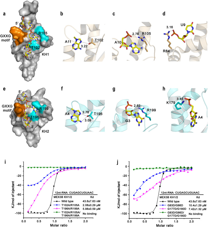 PMC10850505 – Fig5