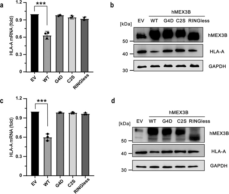 PMC10850505 – Fig7
