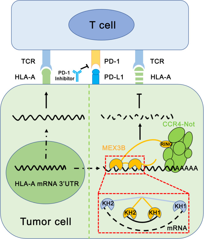 PMC10850505 – Fig8