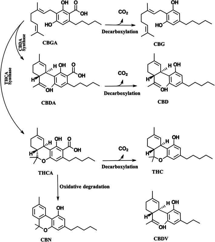 PMC7819317 – Fig1