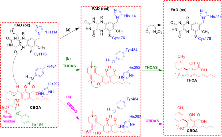 PMC7962319 – Fig5