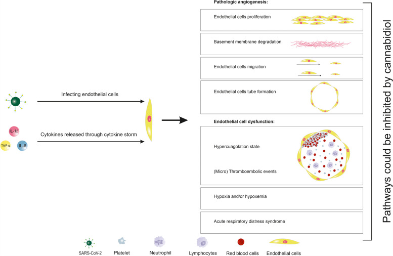 PMC9001822 – Fig1