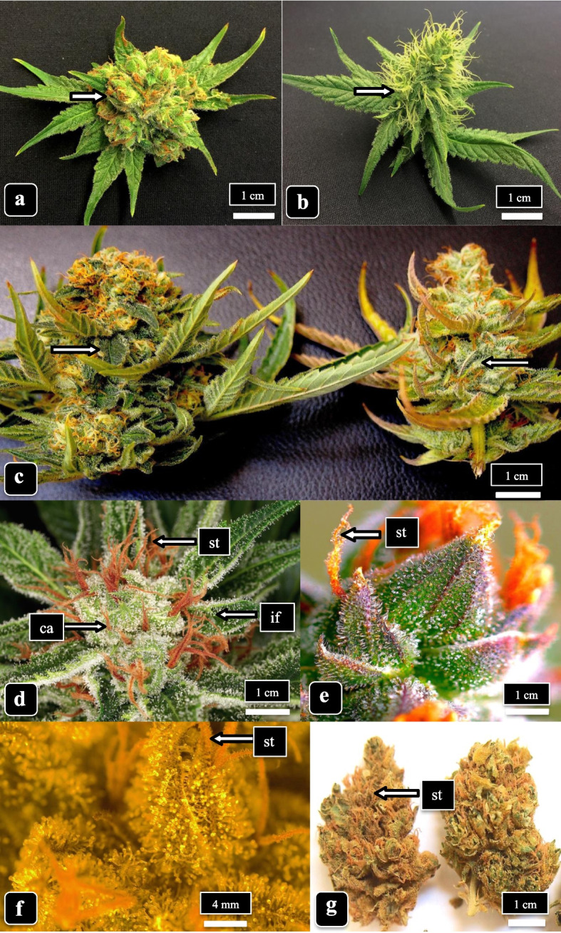 PMC10071647 – Fig1