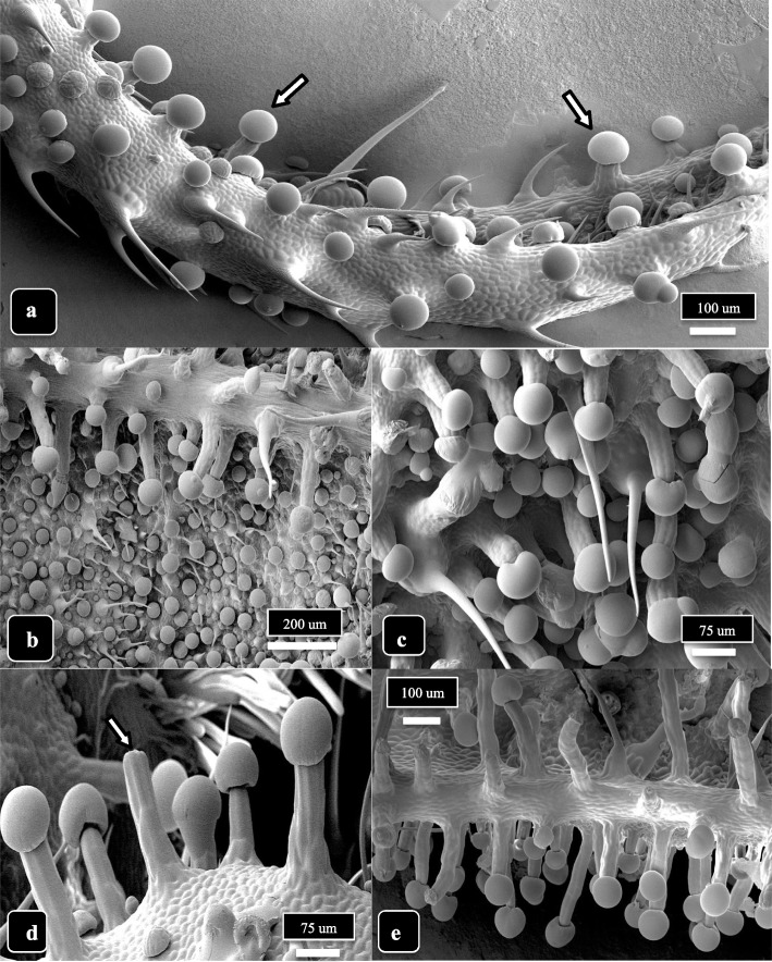 PMC10071647 – Fig3