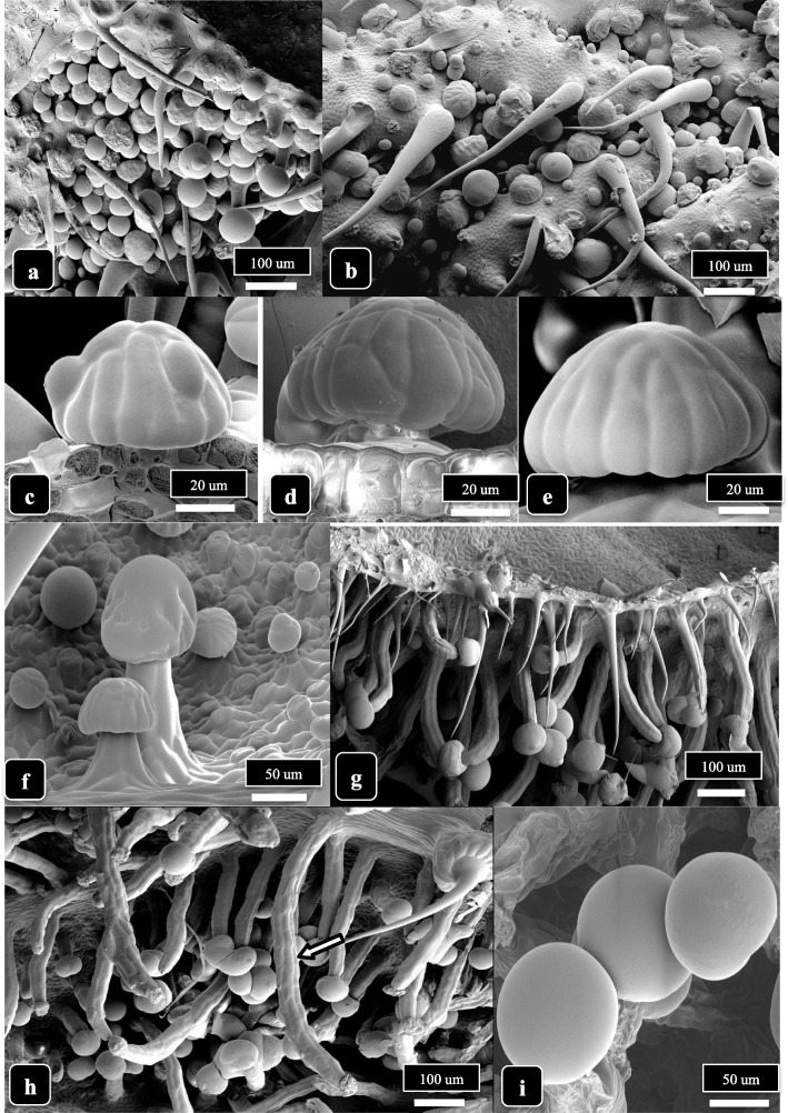 PMC10071647 – Fig4