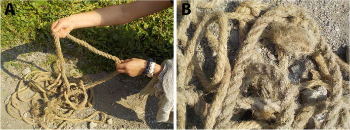 PMC11780856 – Fig4