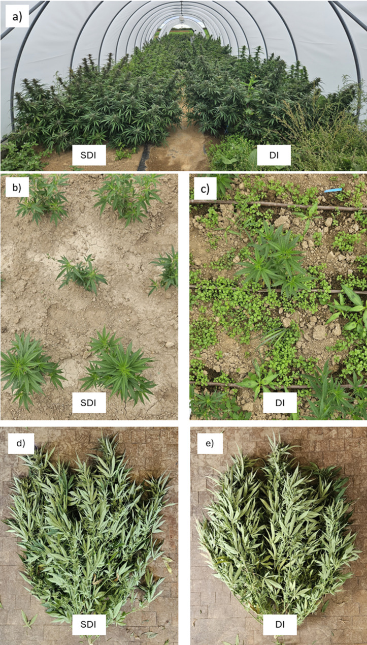 PMC12247431 – Fig1