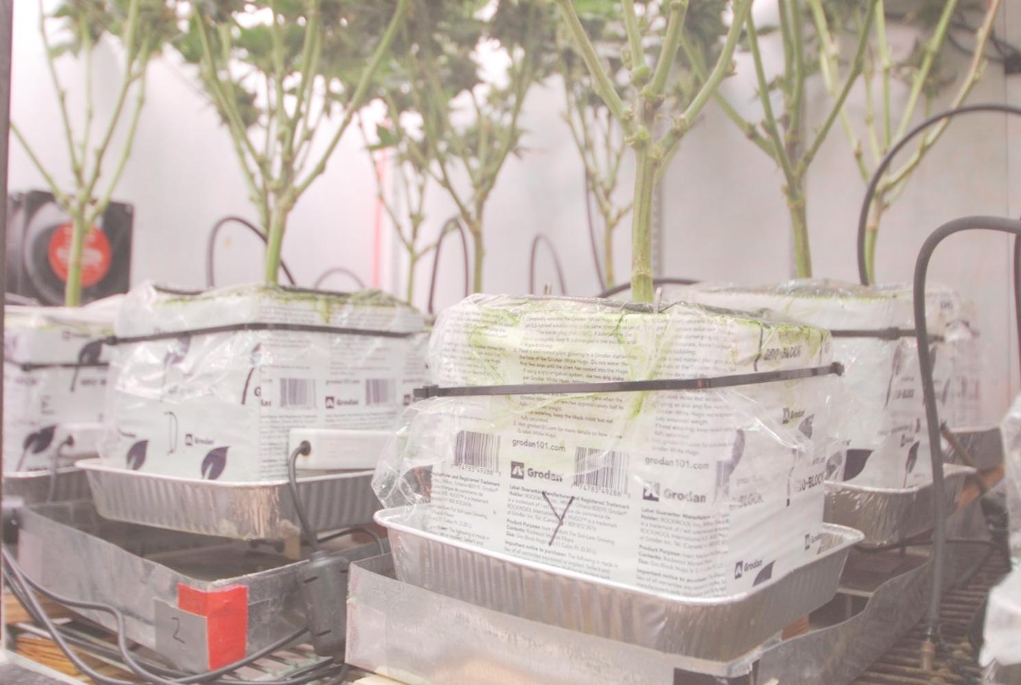 PMC12625080 – Fig1