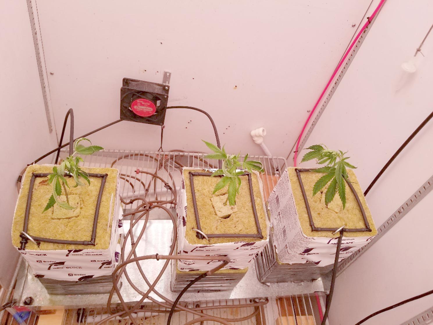 PMC12625080 – Fig2