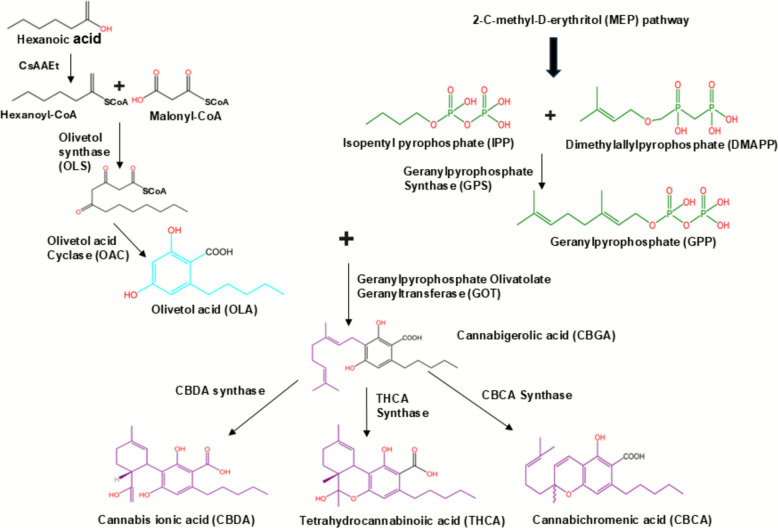 PMC12895846 – Fig1