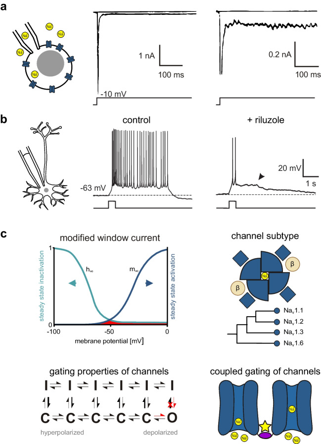 PMC11381486 – Fig1