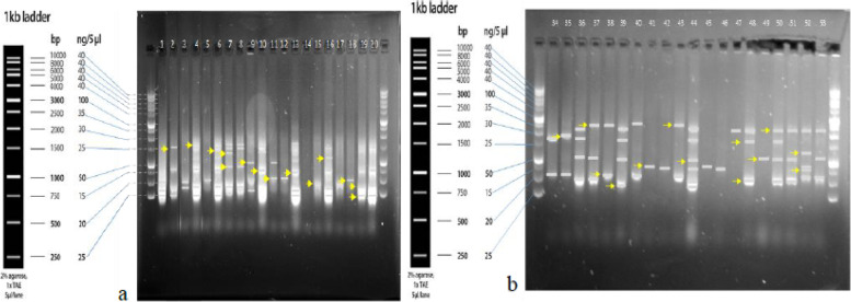 PMC10310646 – Fig1