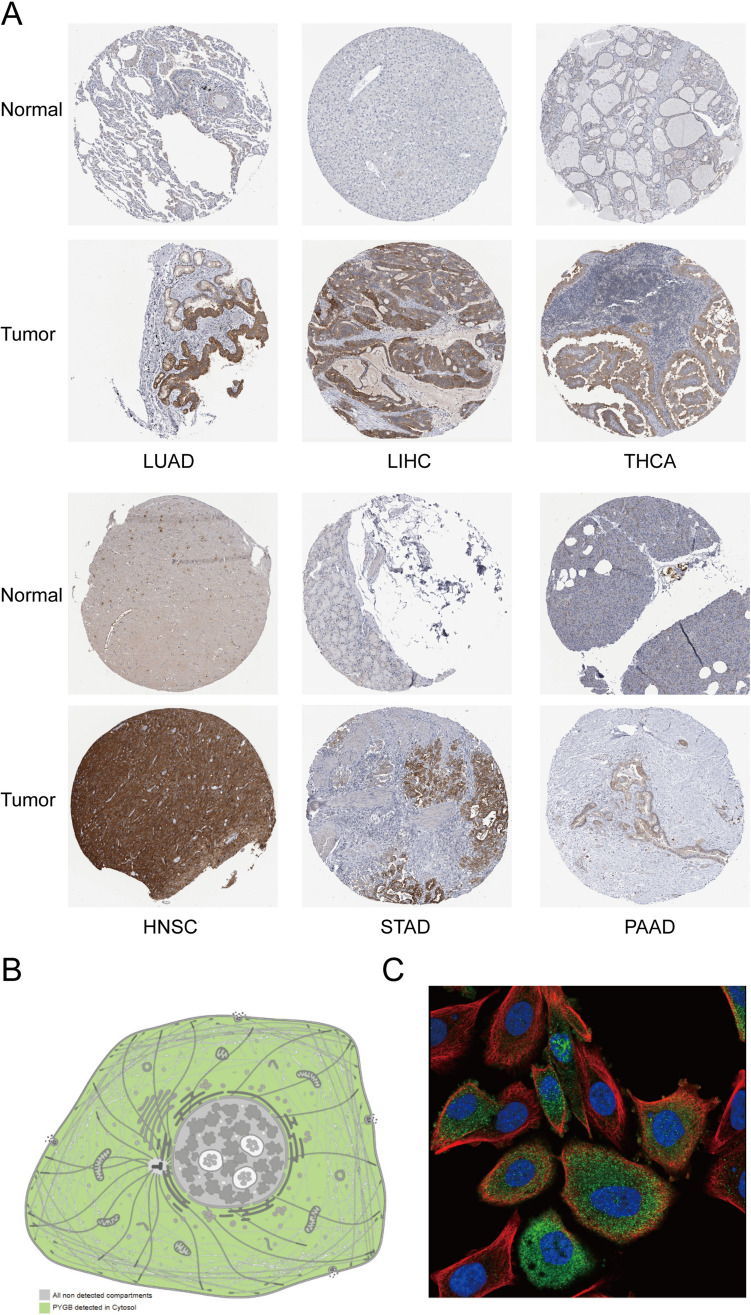 PMC10940407 – Fig4