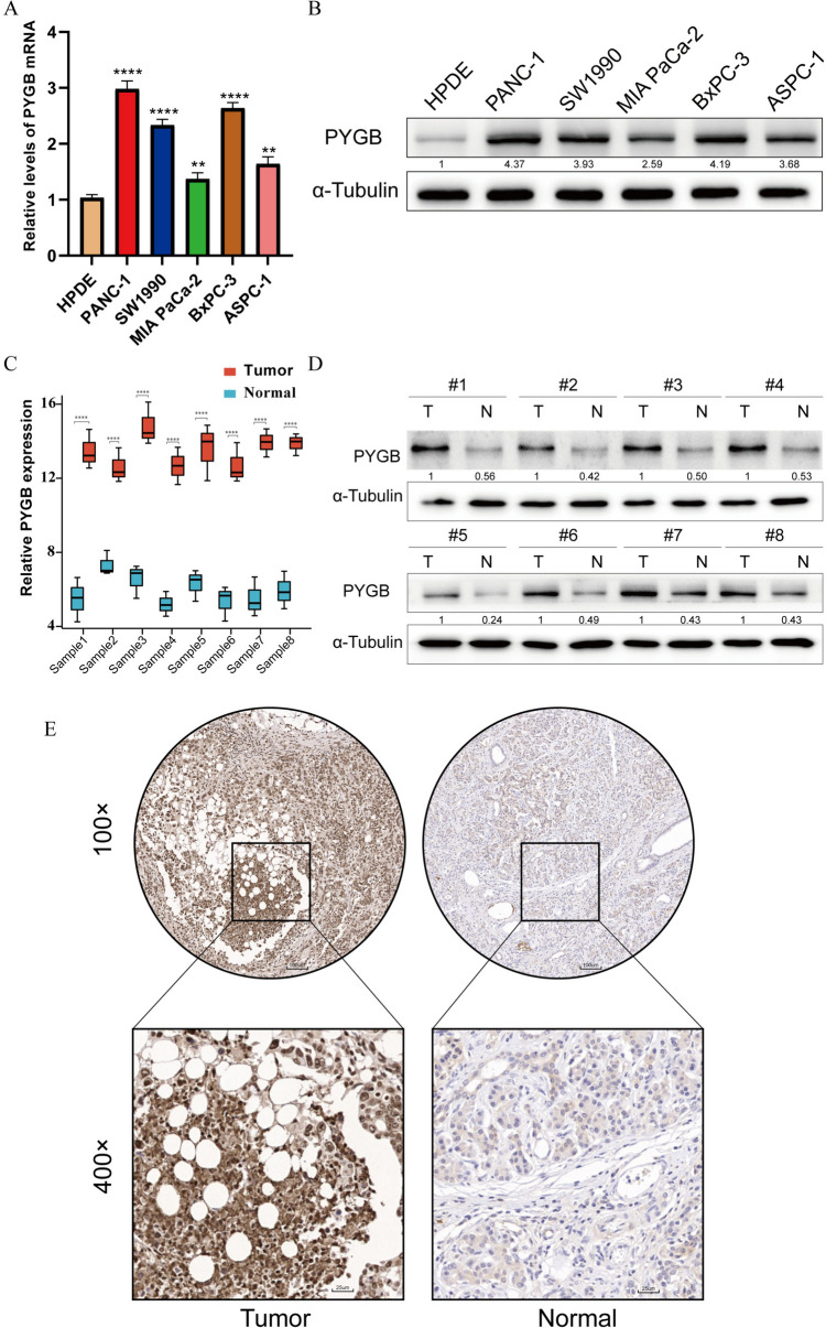 PMC10940407 – Fig7