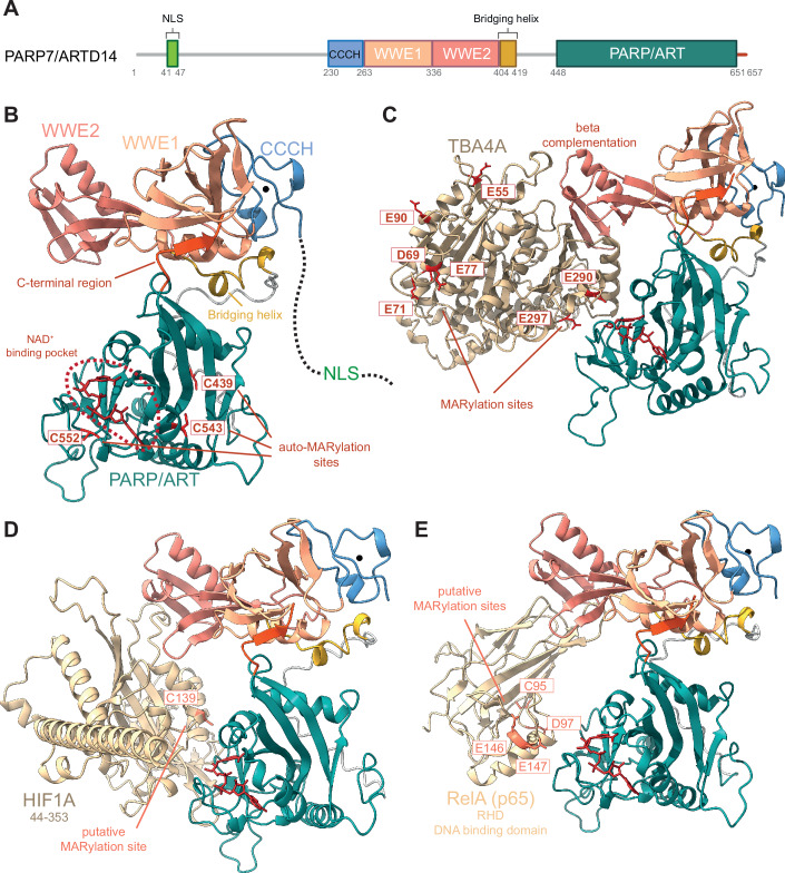 PMC12081928 – Fig1