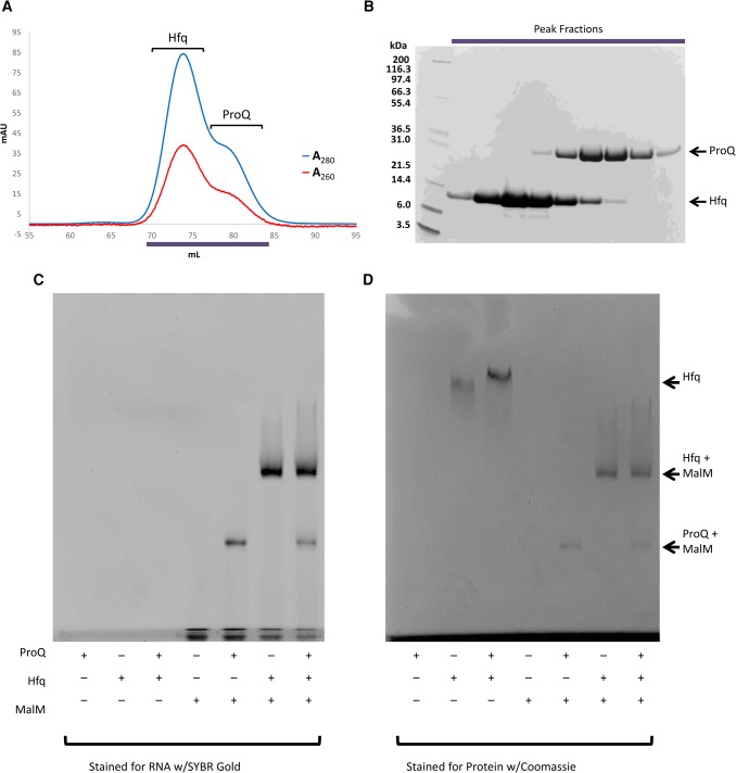 PMC5393179 – GONZALEZRNA060343F6